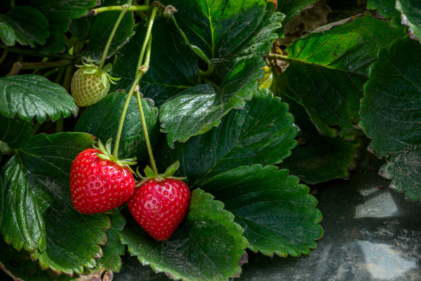 Strawberries